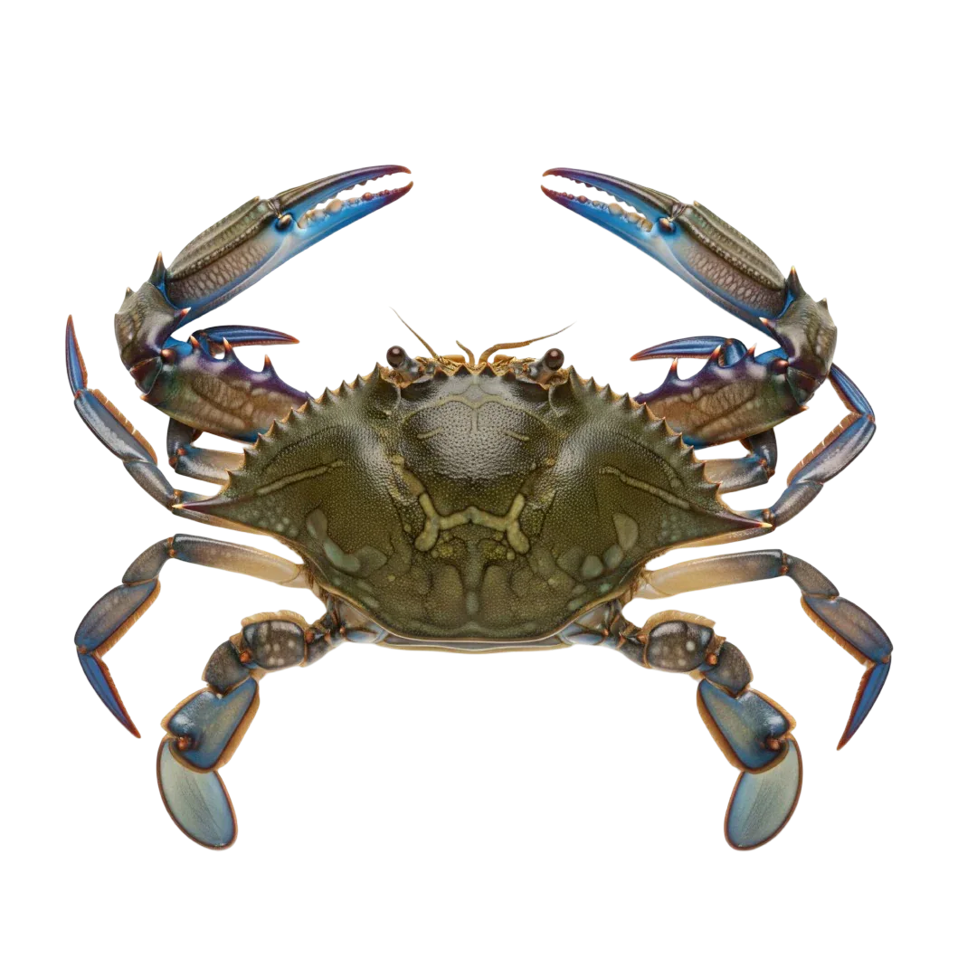 Grader's Reserve Blue Crab, Whole | Price per kilo - AguaSalada.US