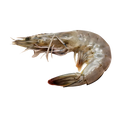 Prime Whole Caribbean Prawns, size XL | Price per kilo - AguaSalada.US