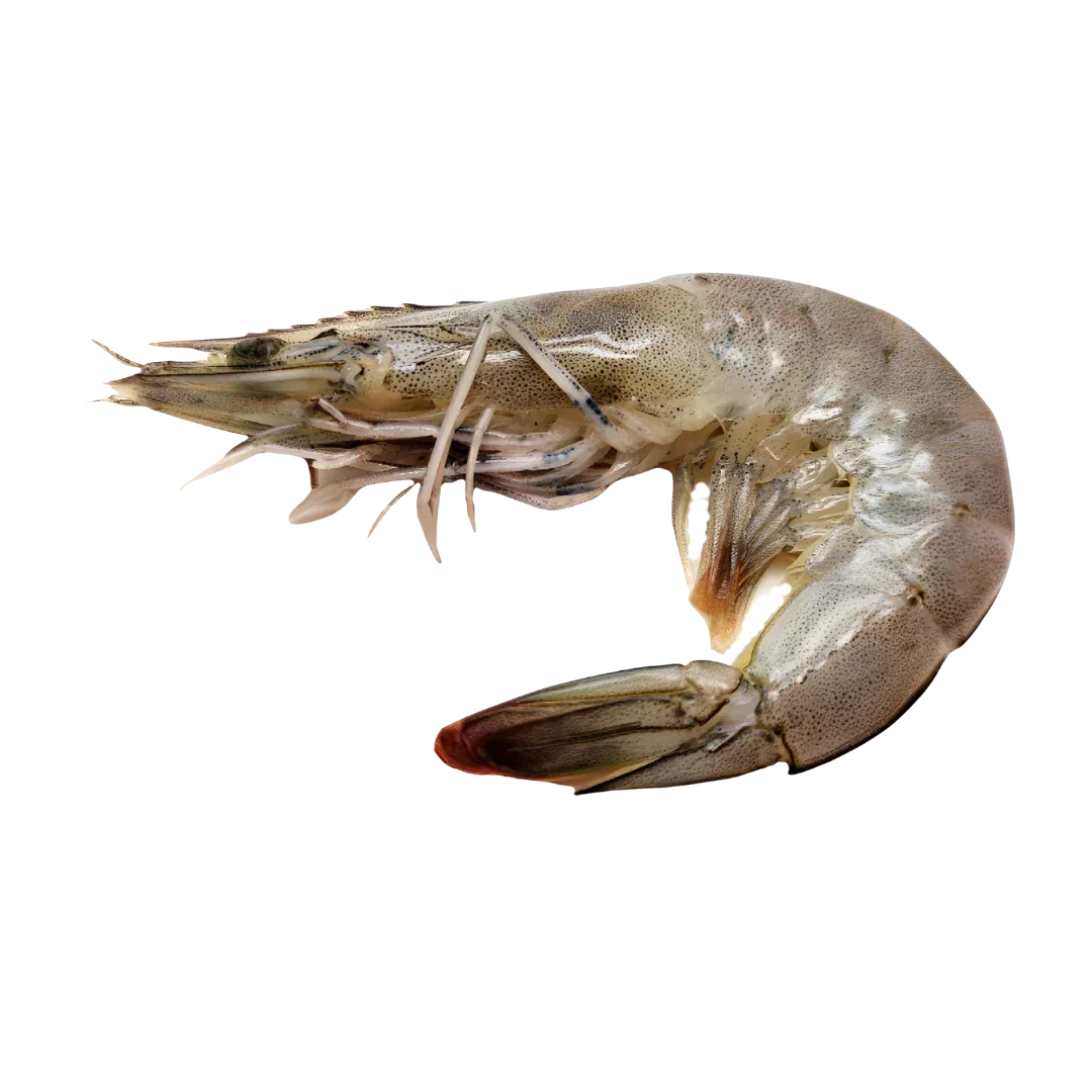 Prime Whole Caribbean Prawns, size XL | Price per kilo - AguaSalada.US