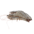 Prime Whole Caribbean Shrimp, Size M | Price per kilo - AguaSalada.US