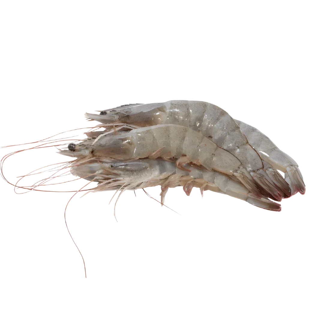 Prime Whole Caribbean Shrimp, Size M | Price per kilo - AguaSalada.US