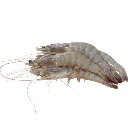 Prime Whole Caribbean Shrimp, Size M | Price per kilo - AguaSalada.US