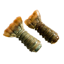 Grader's Reserve Caribbean Lobster Tails | Price per kilo - AguaSalada.US