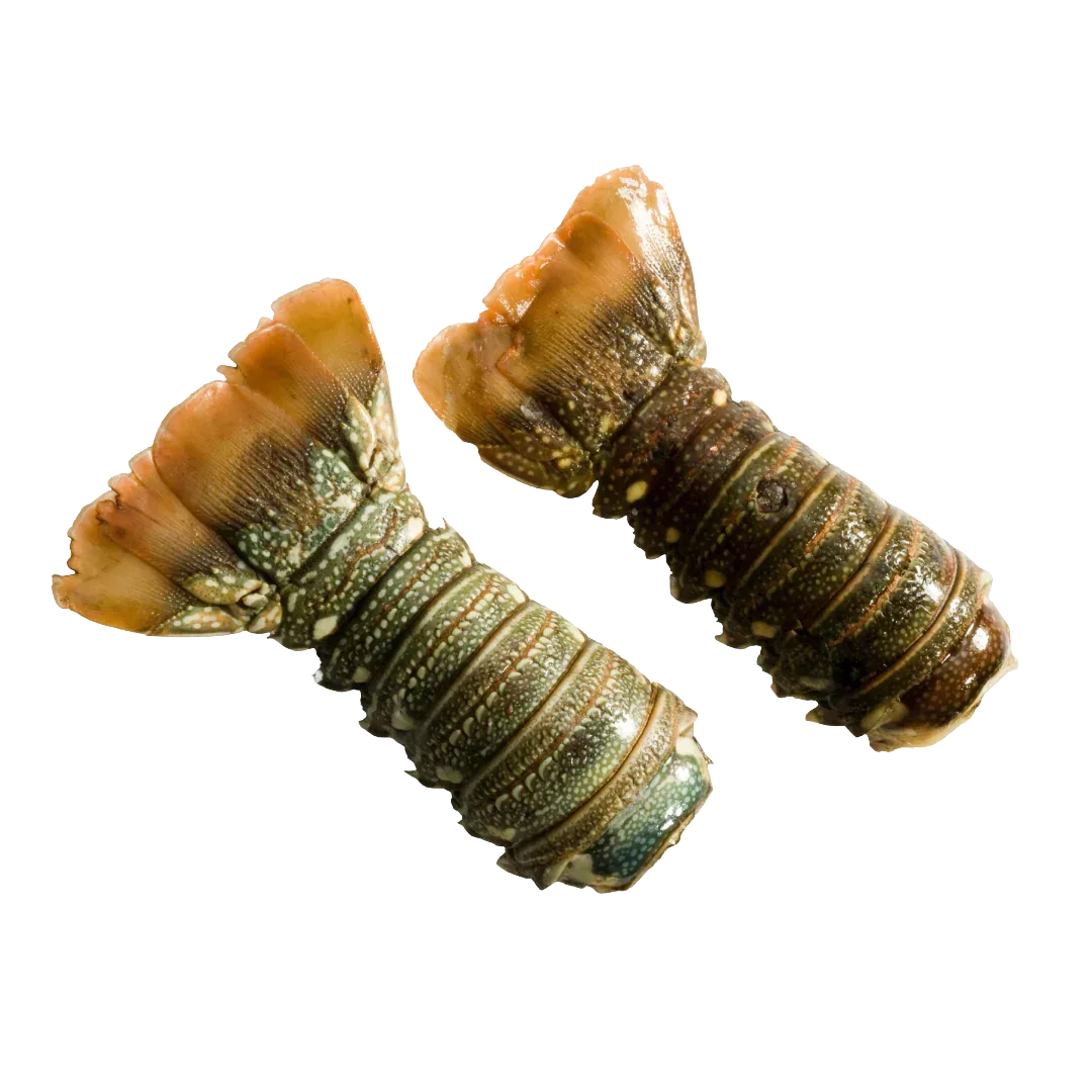 Grader's Reserve Caribbean Lobster Tails | Price per kilo - AguaSalada.US