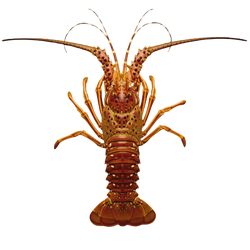 Grader's Reserve Whole Caribbean Lobsters | Price per kilogram - AguaSalada.US