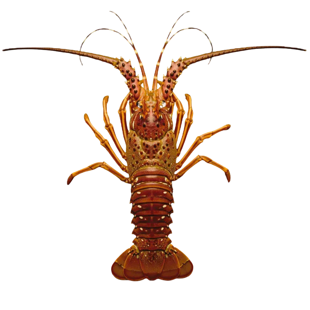 Grader's Reserve Whole Caribbean Lobsters | Price per kilogram - AguaSalada.US