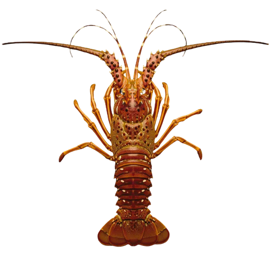 Grader's Reserve Whole Caribbean Lobsters | Price per kilogram - AguaSalada.US