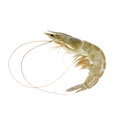 Prime Whole Caribbean Shrimp, Size L | Price per kilo - AguaSalada.US