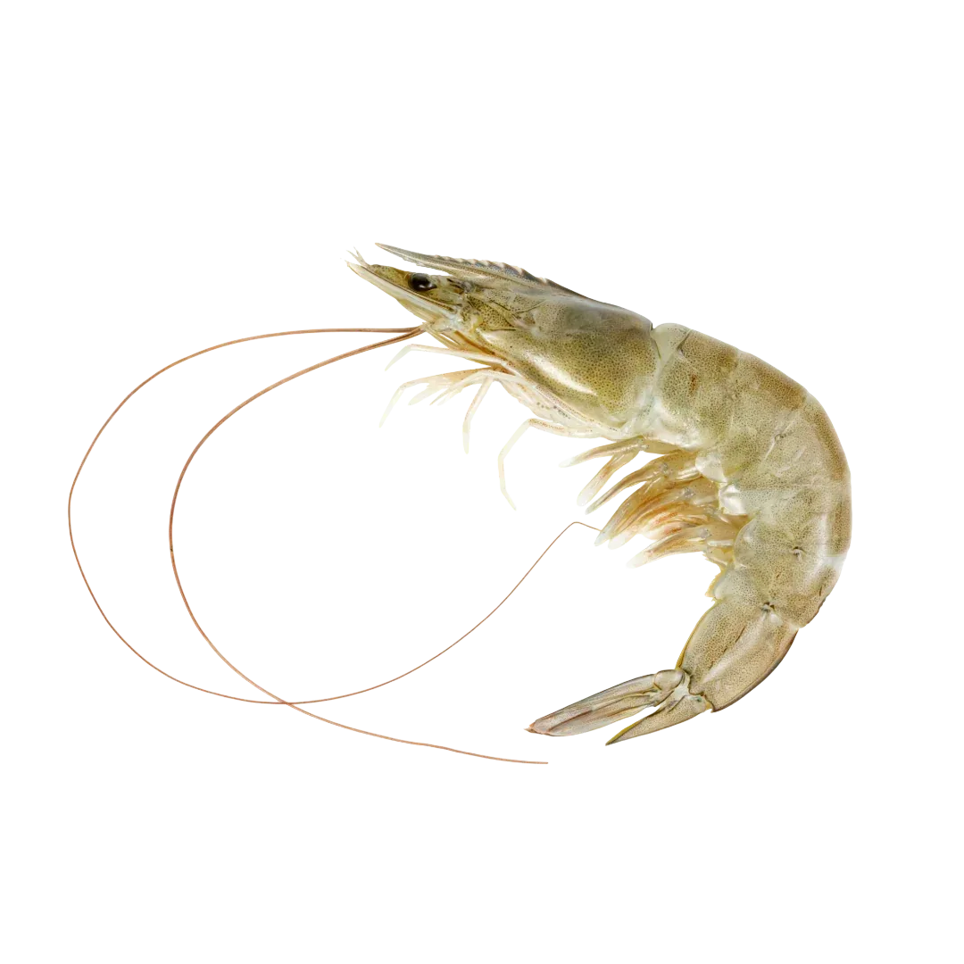 Prime Whole Caribbean Shrimp, Size L | Price per kilo - AguaSalada.US