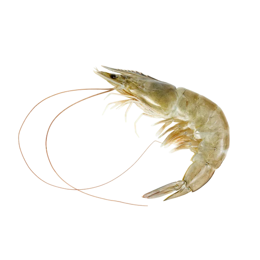 Prime Whole Caribbean Shrimp, Size L | Price per kilo - AguaSalada.US