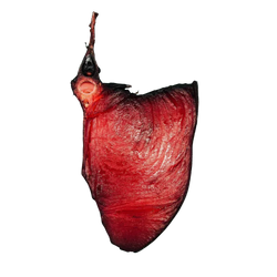 Grader's Reserve Yellowfin Tuna Tomahawk | Price per kilo - AguaSalada.US